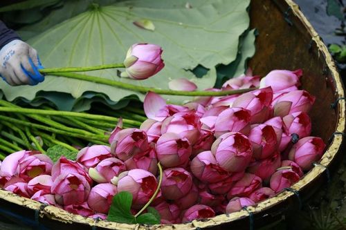 Hà Nội xây dựng tour, tuyến du lịch mới gắn với sản phẩm từ sen