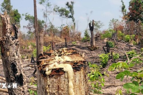 Quảng Nam: Xử lý nghiêm đối tượng gây ra vụ phá rừng tại huyện Nam Giang