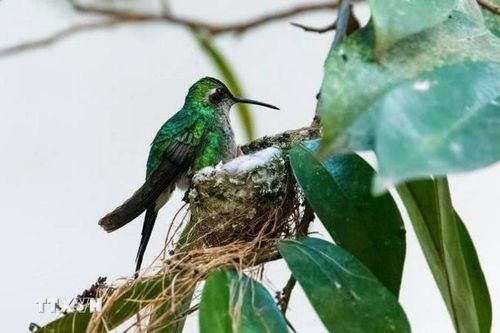 Cuba: Thiên đường của loài chim nhỏ nhất thế giới