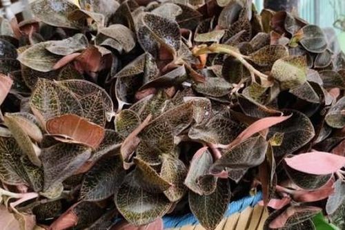 Loại cây từng gây 'sốt' 1 thời, giá bán hàng trăm triệu đồng/kg, nay 'rớt giá thảm'