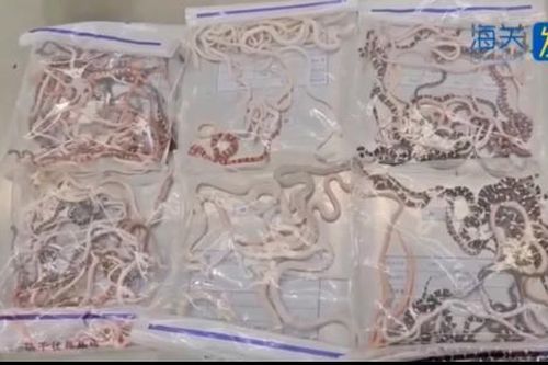 Người đàn ông giấu hơn 100 con rắn sống trong quần để buôn lậu, video kiểm tra gây ám ảnh