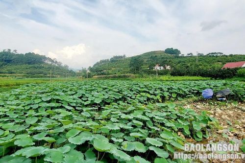 Hòa Cư vào mùa thu hoạch củ sen