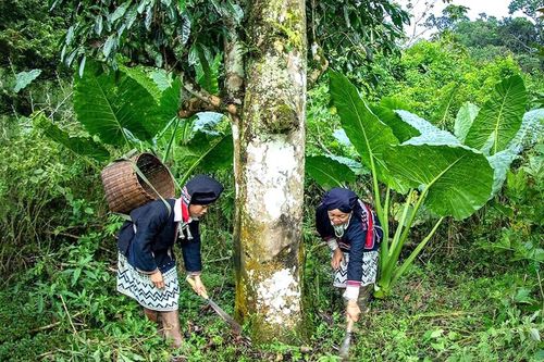 Bảo vệ đa dạng sinh học dựa vào cộng đồng