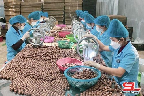 Hợp tác đưa nông sản vươn xa