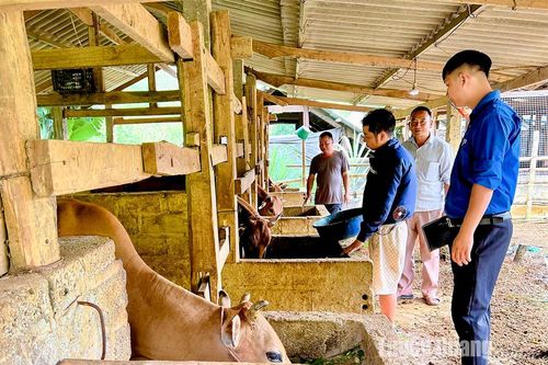 Động lực giúp nhiều hộ nghèo dân tộc Mông vươn lên