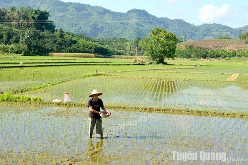 Phòng, chống úng ngập, bảo vệ lúa mùa