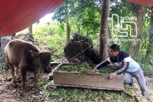 Thái Nguyên: Hỗ trợ người dân vùng đặc biệt khó khăn phát triển sản xuất theo chuỗi giá trị