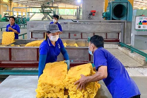Cao su Việt Nam (GVR): Tổng công suất chế biến có thể nâng lên mức 200.000 tấn/năm