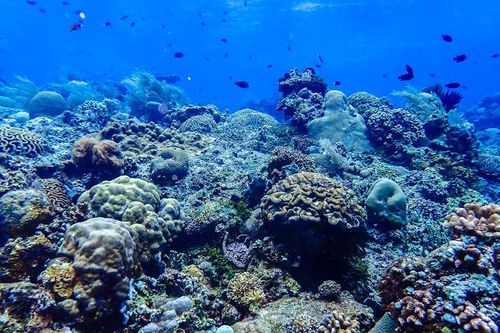 Mỹ, Indonesia nhất trí hoán đổi nợ để bảo tồn rạn san hô