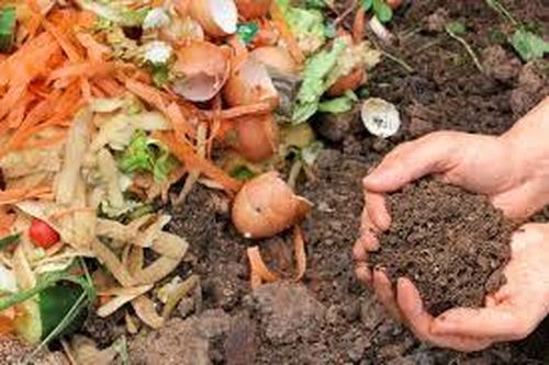 Phân bón hữu cơ đô thị - Sáng kiến hành động vì khí hậu của Singapore