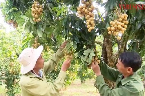 Nhãn chín sớm vào vụ, bán 'đắt như tôm tươi' giúp nông dân Sông Mã thành tỷ phú