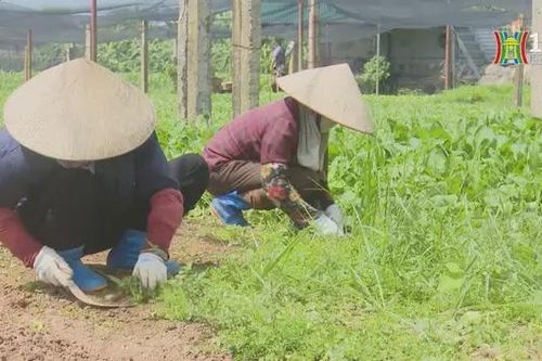 Nắng nóng ảnh hưởng đến sản xuất, chăn nuôi