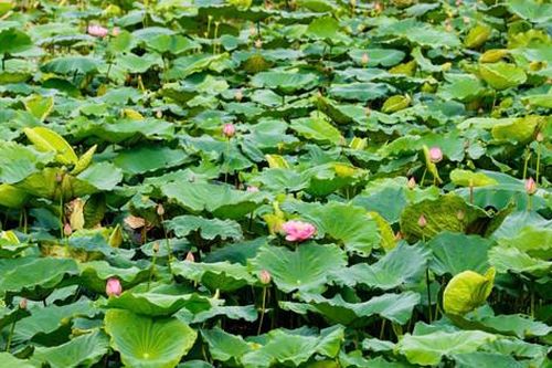 Phát triển chuỗi giá trị từ sen