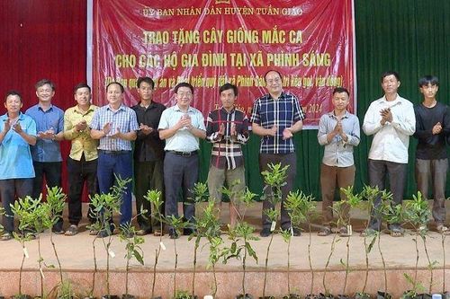 Điện Biên: Tuần Giáo tặng gia đình dân tộc thiểu số ở Phình Sáng 1.500 cây mắc-ca giống