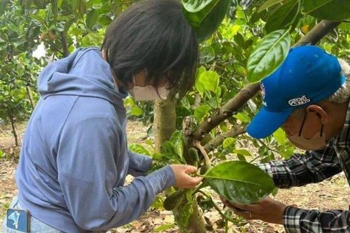 Tìm ra 'thủ phạm' gây đen xơ mít