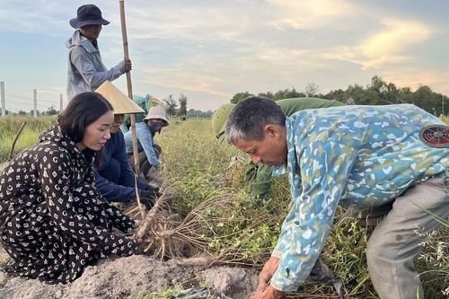 Thu nhập hàng trăm triệu đồng từ cây 'tiến vua' trên vùng đất 'chết'