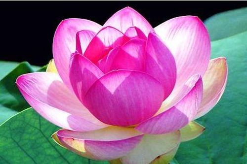 Nóng lại đề xuất hoa sen là quốc hoa