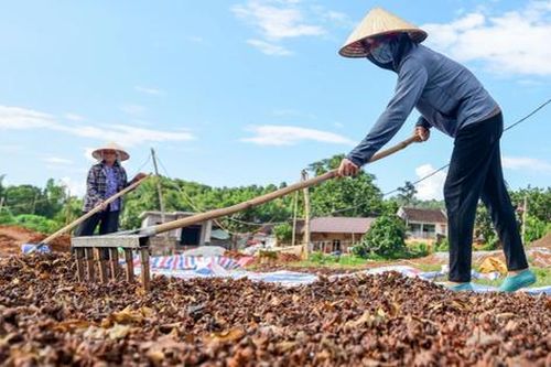 6 tháng đầu năm, xuất khẩu hoa hồi mang về 34,2 triệu USD