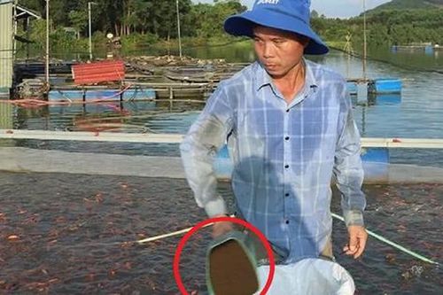 Anh nông dân nhẹ nhàng bỏ túi 1,5 tỷ đồng nhờ nuôi con 'hiền lành mê nước'