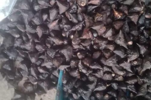 Loại củ đen sì được ví như 'nhân sâm' đã vào mùa, giá chỉ từ 35.000 đồng/kg