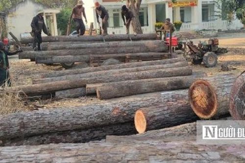 Gia Lai: Kiểm tra, xác minh vụ phá rừng tại xã biên giới Ia Mơ