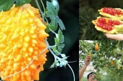 Vào rừng săn 'khổ qua ngọt': Giá 130.000đ/kg, dân hái không đủ bán
