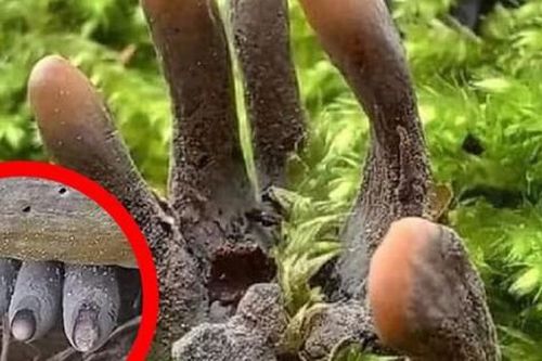 Bí mật về Cây Móng Quỷ - 'khắc tinh' của đau nhức xương khớp