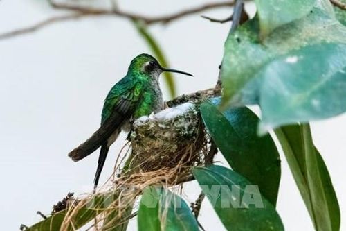 Cuba: Thiên đường của loài chim nhỏ nhất thế giới