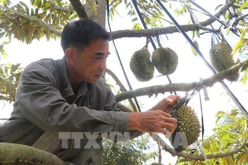 Phú Yên: Năng suất sầu riêng có thể giảm đến 50% do nắng nóng kéo dài