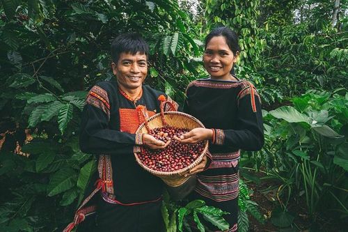 Cà phê, gỗ, cao su của Việt Nam xuất khẩu vào EU phải tuân thủ EUDR