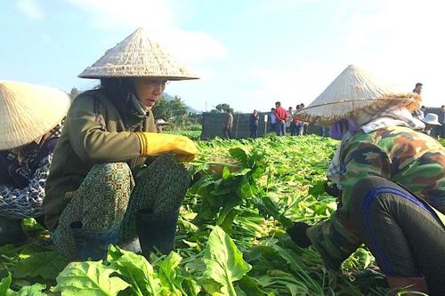 Tìm giải pháp xây dựng thương hiệu gắn với thị trường tiêu thụ Rau Đak Pơ
