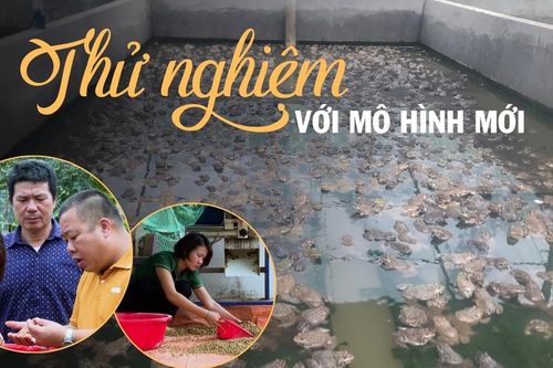 Thử sức với mô hình mới