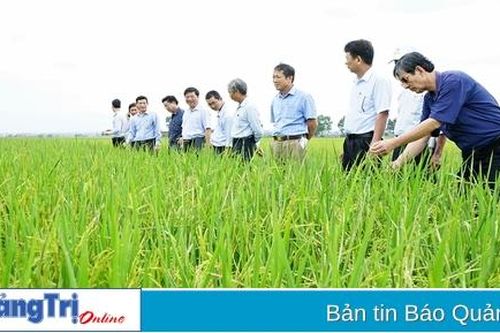 Đẩy mạnh liên kết trong sản xuất nông nghiệp