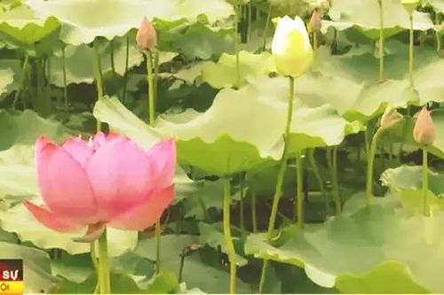 Bảo tồn và phát triển hoa sen Việt Nam