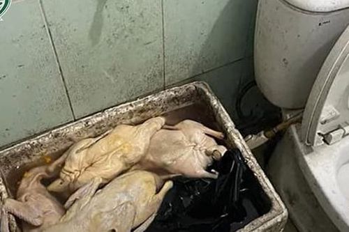 'Bóc phốt' quán ăn dùng vịt có giòi để cạnh bồn cầu, người tung tin bị xử phạt