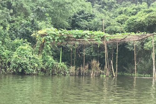 Giàn bầu thương nhớ