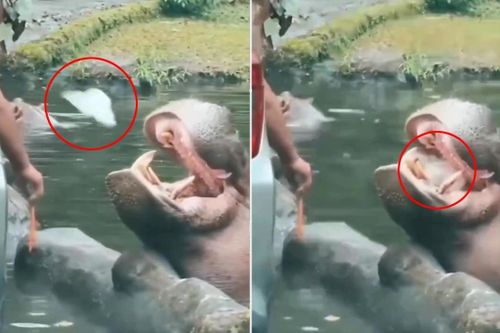 Indonesia phẫn nộ vì chiếc túi nilon ném vào miệng hà mã