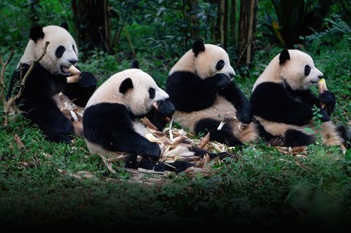 Trung Quốc mở trường đào tạo chuyên gia về gấu trúc