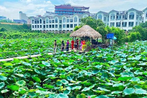 Hà Nội: khai thác chuỗi giá trị từ cây hoa sen