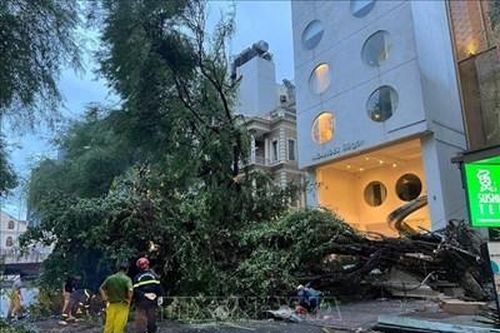 Cây gãy đổ hàng loạt trong mưa dông tại Thành phố Hồ Chí Minh