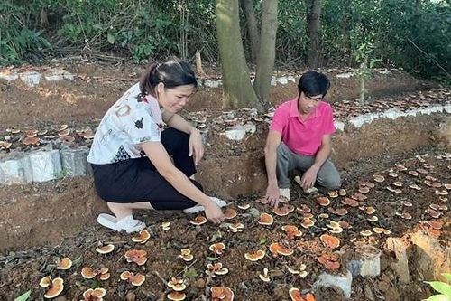 Vĩnh Phúc: Nấm lim xanh, loại nấm quý hiếm ở rừng nguyên sinh