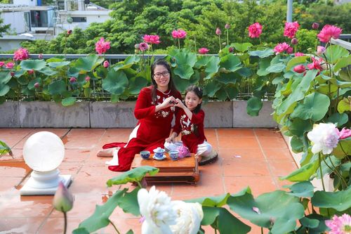 Mẹ đảm làm vườn sen 'lười' trên sân thượng, trồng một lần ngắm vài năm ở Hà Nội