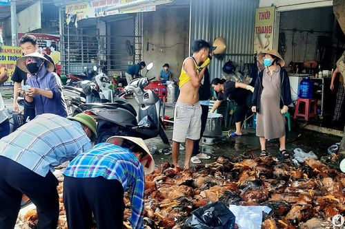 Chung tay giải cứu hàng nghìn con gà chết ngạt do sự cố chập điện