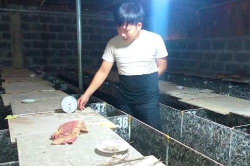 Anh nông dân mỗi năm kiếm 200 triệu nhờ nuôi con ham 'ăn mía, gặm tre'