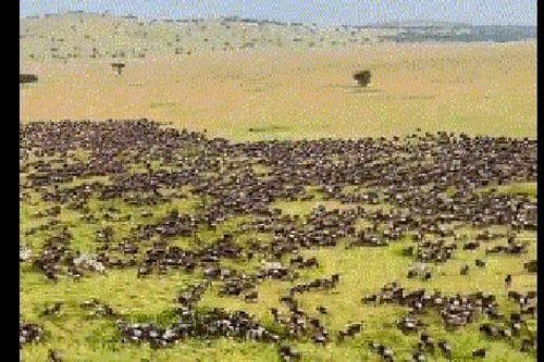 Clip: Cuộc di cư tuyệt vời của động vật hoang dã ở Kenya