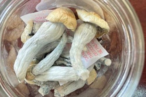 Thu giữ ma túy 'nấm thần' tại nhà thanh niên 18 tuổi