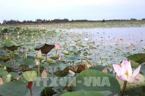 Ngành hàng sen tỉnh Đồng Tháp thu về trên 1.900 tỷ đồng/năm