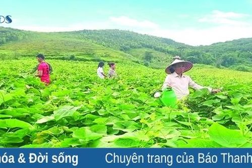 Sản xuất rau, quả hữu cơ ở Lũng Cao