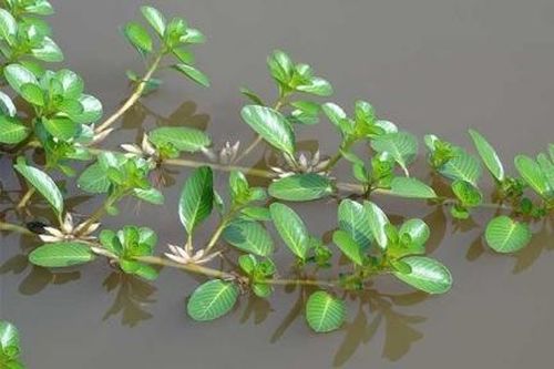 Nỗi nhớ rau dừa