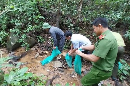 Gia Lai: Thả 8 cá thể động vật hoang dã về môi trường tự nhiên